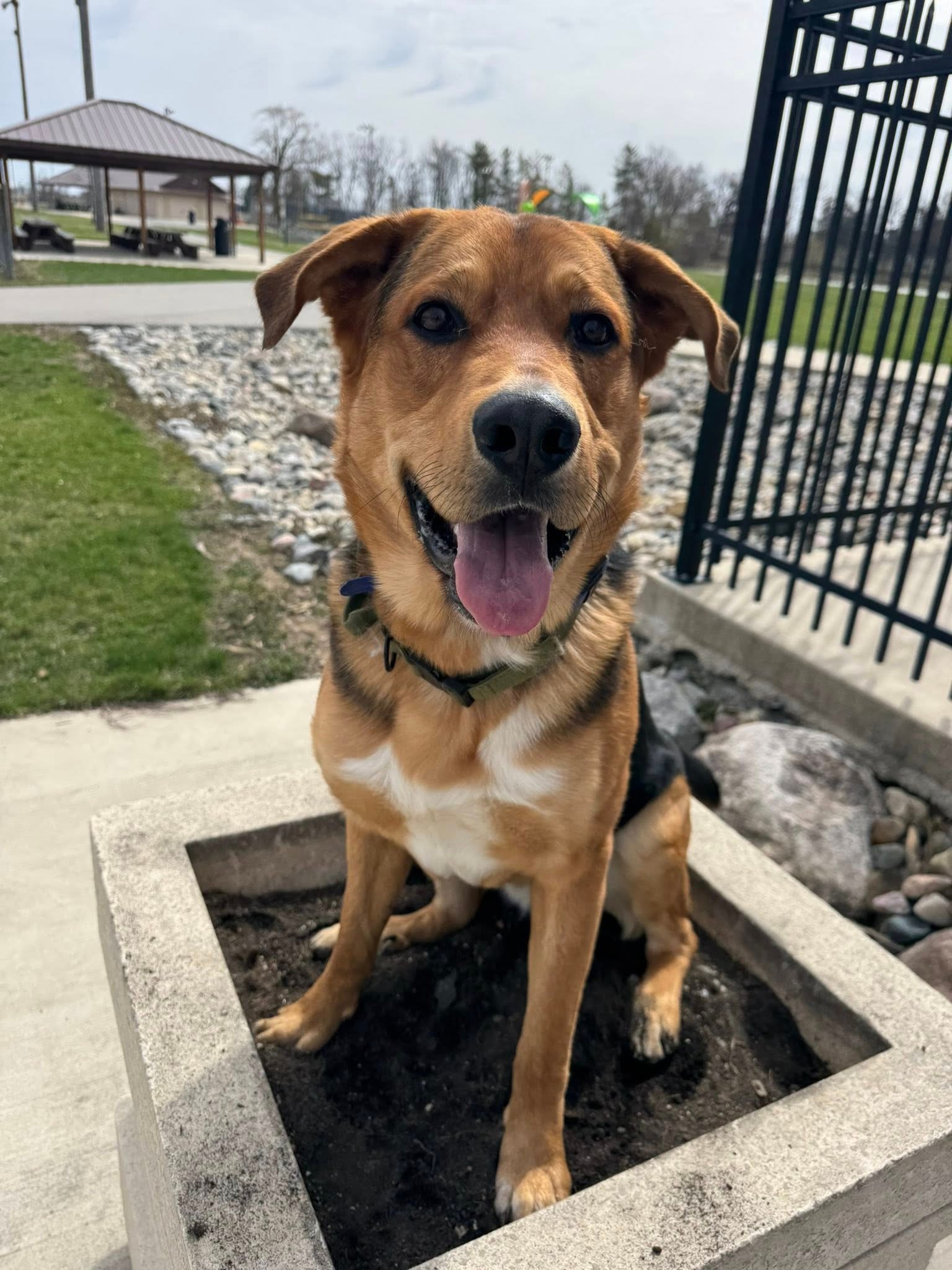 Dog learning obedience commands with owner